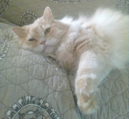 cats03
