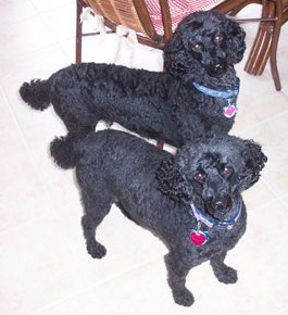 baileyandguinness